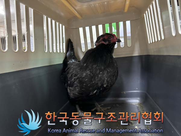 한국동물구조관리협회_411311202400616